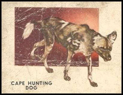 110 Cape Hunting Dog